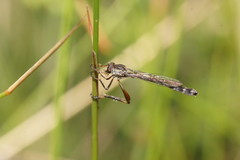 Leptogaster