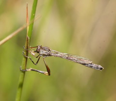 Leptogaster