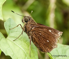 Pelopidas assamensis