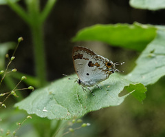 Hypolycaena othona