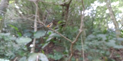 Leucauge taiwanica