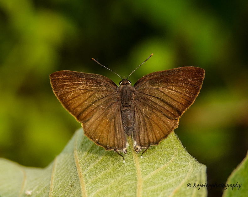 Rapala suffusa