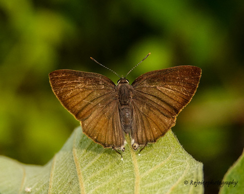 Rapala suffusa