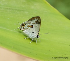 Hypolycaena othona
