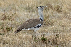 Ardeotis kori struthiunculus