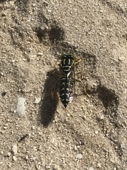 Stictia signata