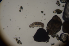 Eutardigrada