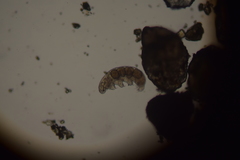 Eutardigrada