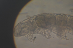 Eutardigrada
