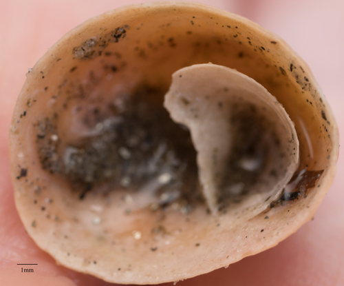 Crucibulum spinosum