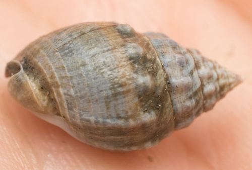 Phrontis tiarula