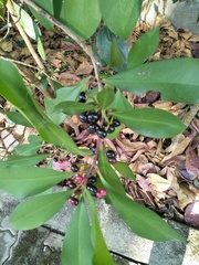 Ardisia squamulosa