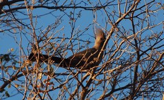 Corythaixoides concolor bechuanae