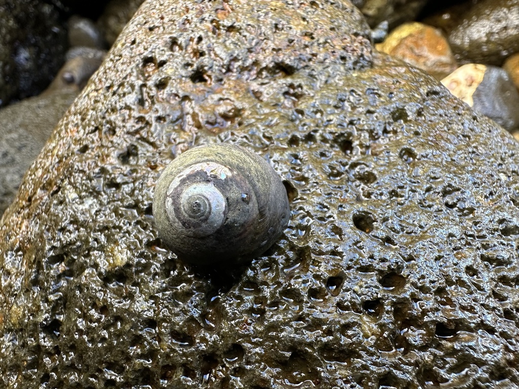 Black Tegula from Santa Barbara Channel, CA, US on July 4, 2023 at 04