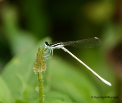 Agriocnemis lacteola