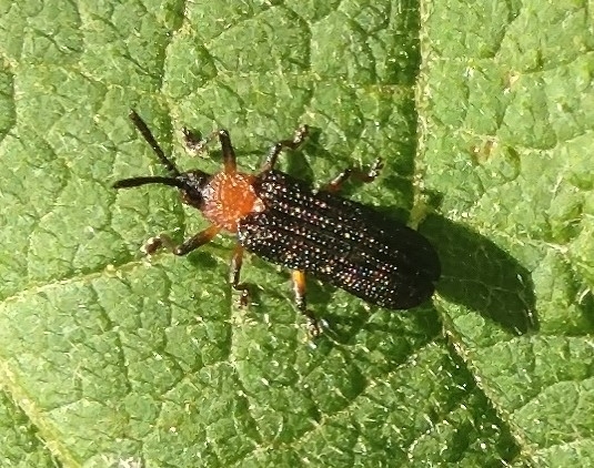 Anisostena bicolor