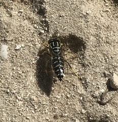 Stictia signata
