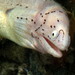 Geometric Moray - Photo (c) Dawn Goebbels, some rights reserved (CC BY-NC), uploaded by Dawn Goebbels