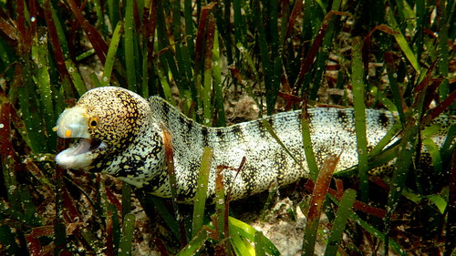 Snowflake moray