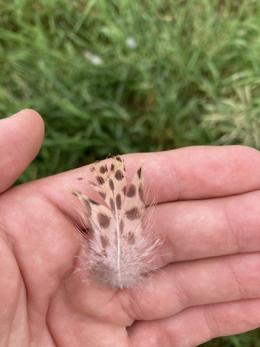Plume de Sarcelle à ailes bleues