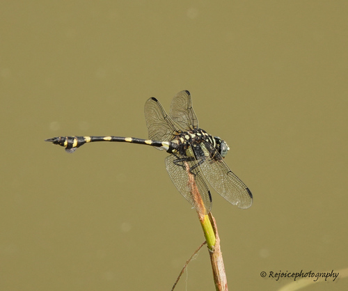 Indian Common Clubtail