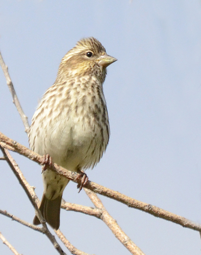 Cassin's Finch