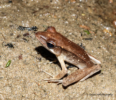 Clinotarsus alticola