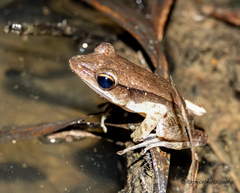 Clinotarsus alticola