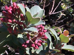 Santalum haleakalae