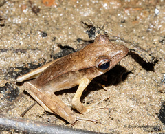 Clinotarsus alticola