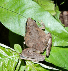 Microhyla berdmorei