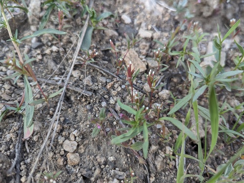 Dwarf Groundsmoke (Gayophytum humile)