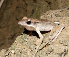 Clinotarsus alticola