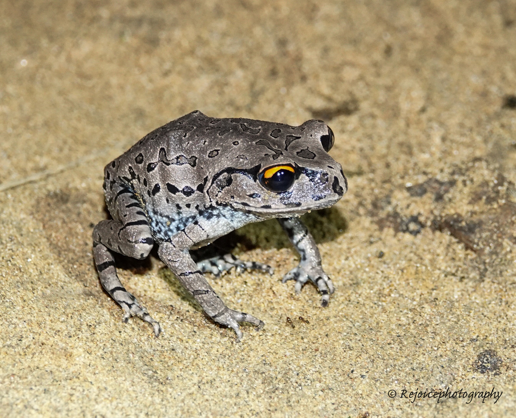Litter Toads