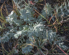 Potentilla breweri
