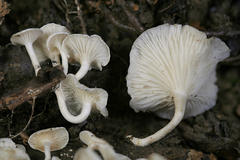 Clitocybe peralbida image
