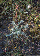 Potentilla breweri