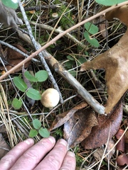 Clitocybe glacialis