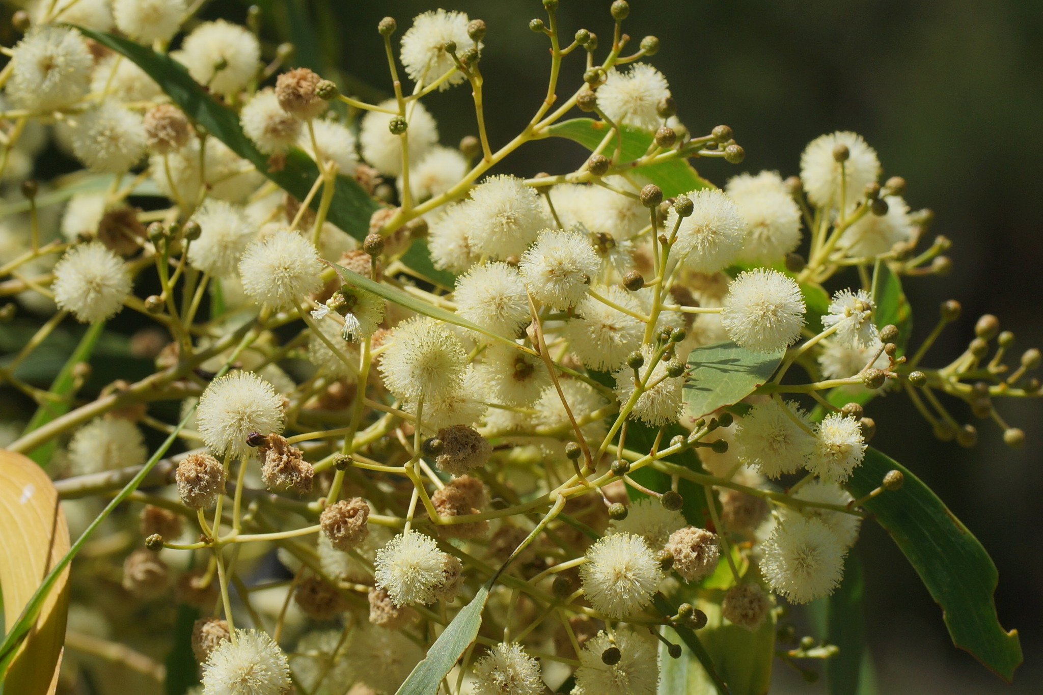 Acacia implexa