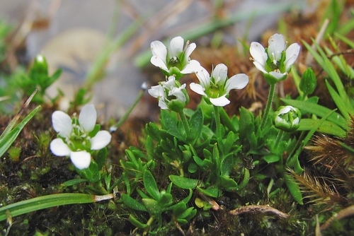Arenaria longipedunculata