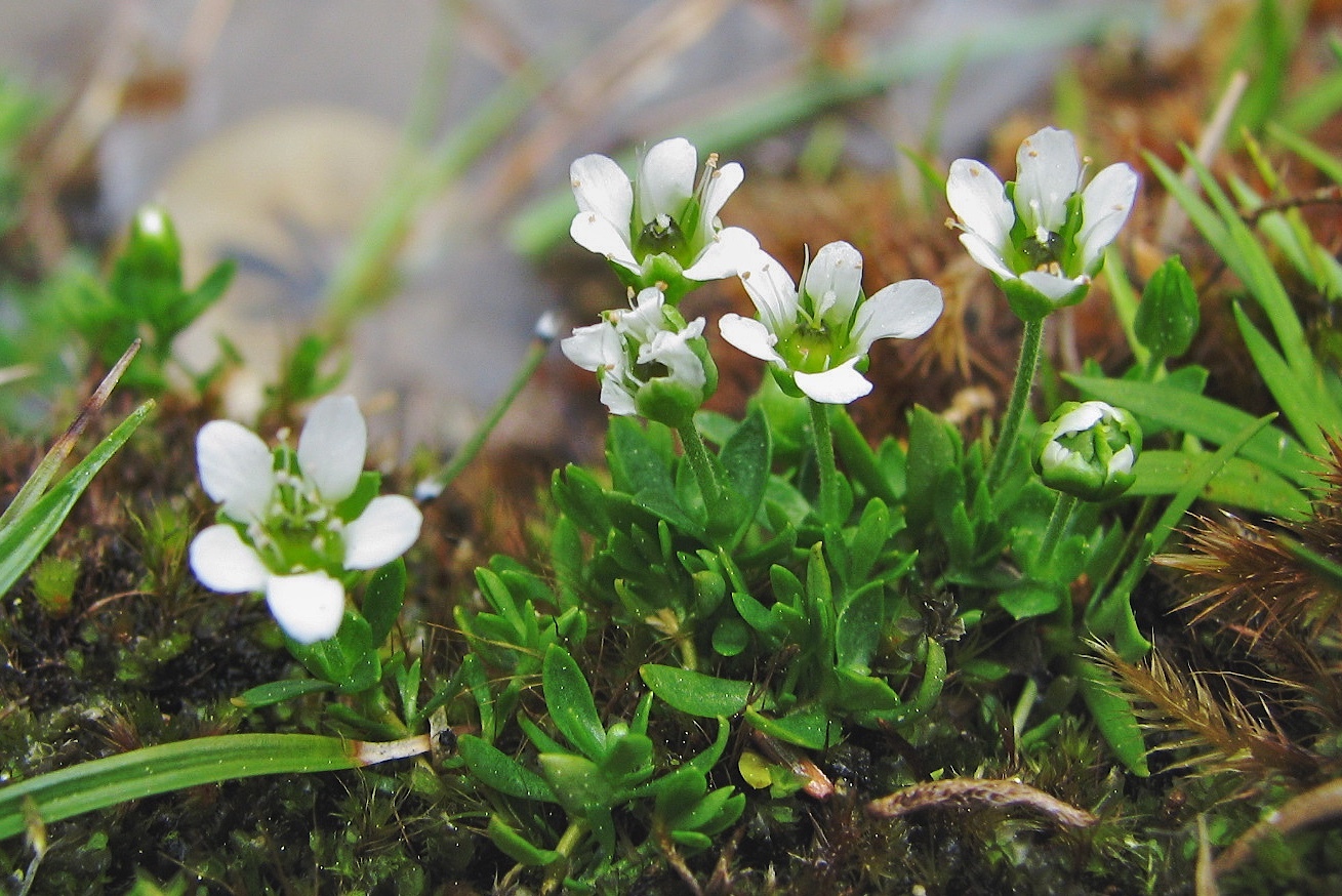 Arenaria longipedunculata