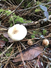 Clitocybe glacialis