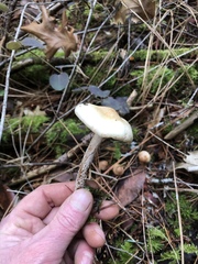 Clitocybe glacialis