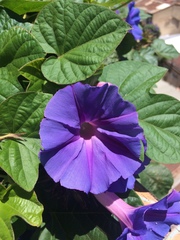 Ipomoea indica