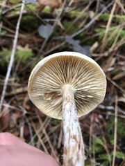 Clitocybe glacialis