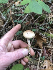 Clitocybe glacialis