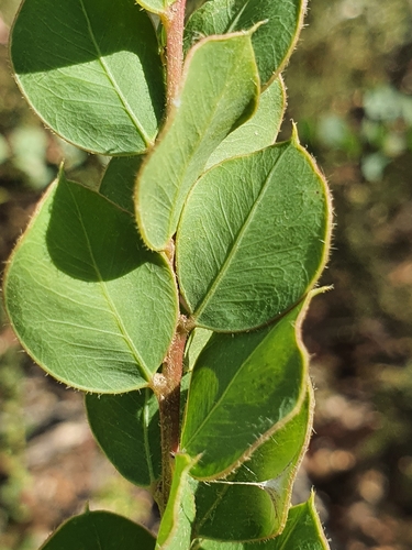 Acacia undulifolia