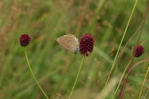 Scarce Large Blue, Noord-Brabant, NL, photo 9 of 10