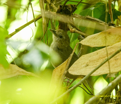 Malacocincla abbotti