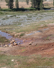 Pyrrocoma apargioides